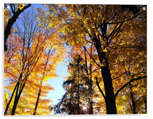 Autumn Trees at Lake Placid Acrylic by justin rafftree