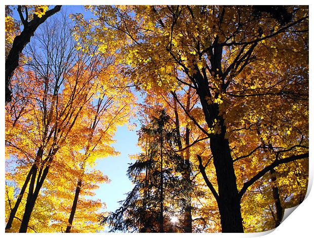 Autumn Trees at Lake Placid Print by justin rafftree