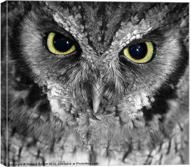 Screech owl Canvas Print by Howard Corlett