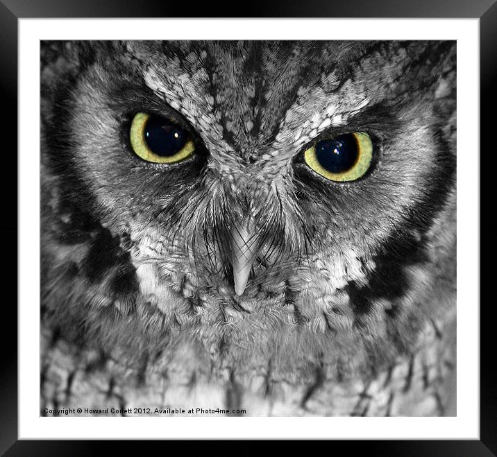 Screech owl Framed Mounted Print by Howard Corlett