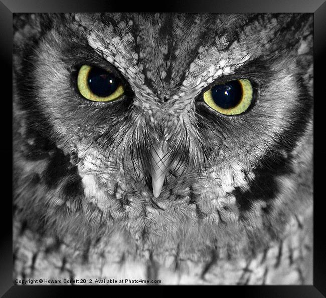 Screech owl Framed Print by Howard Corlett