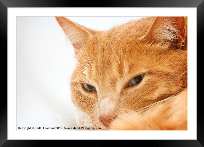 Domestic Cat Framed Mounted Print by Keith Thorburn EFIAP/b