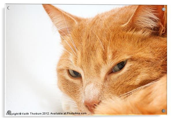 Domestic Cat Acrylic by Keith Thorburn EFIAP/b