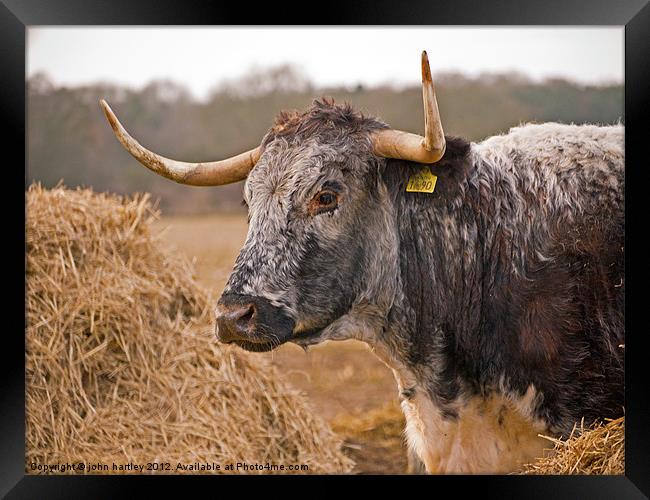 Long Horn Cattle in Norfolk Framed Print by john hartley