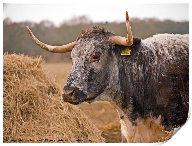 Long Horn Cattle in Norfolk Print by john hartley