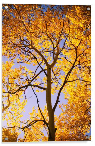 Autumn Glow Acrylic by John De Bord