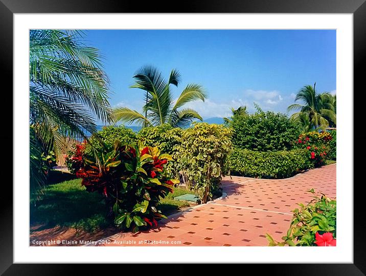 Tropical Garden Path Framed Mounted Print by Elaine Manley
