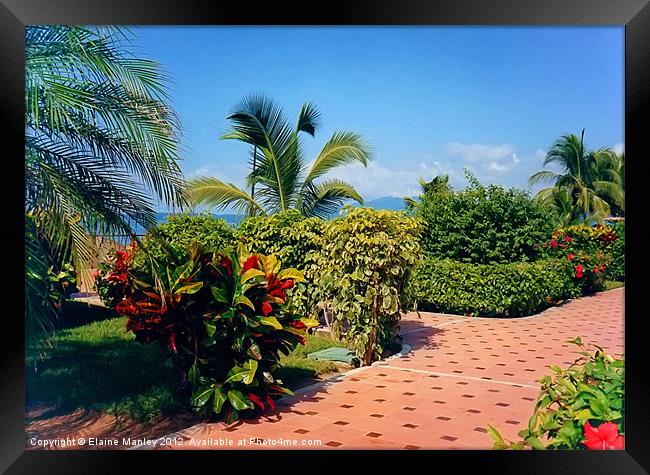 Tropical Garden Path Framed Print by Elaine Manley