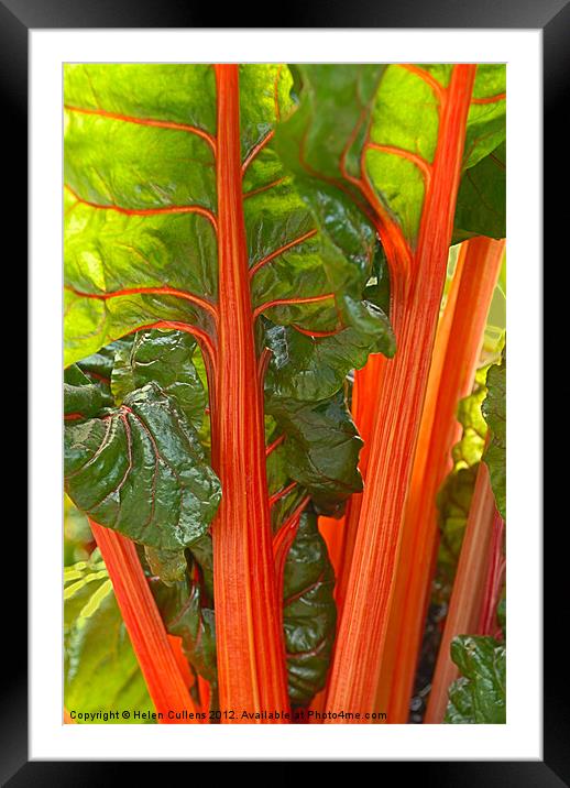 SWISS CHARD Framed Mounted Print by Helen Cullens