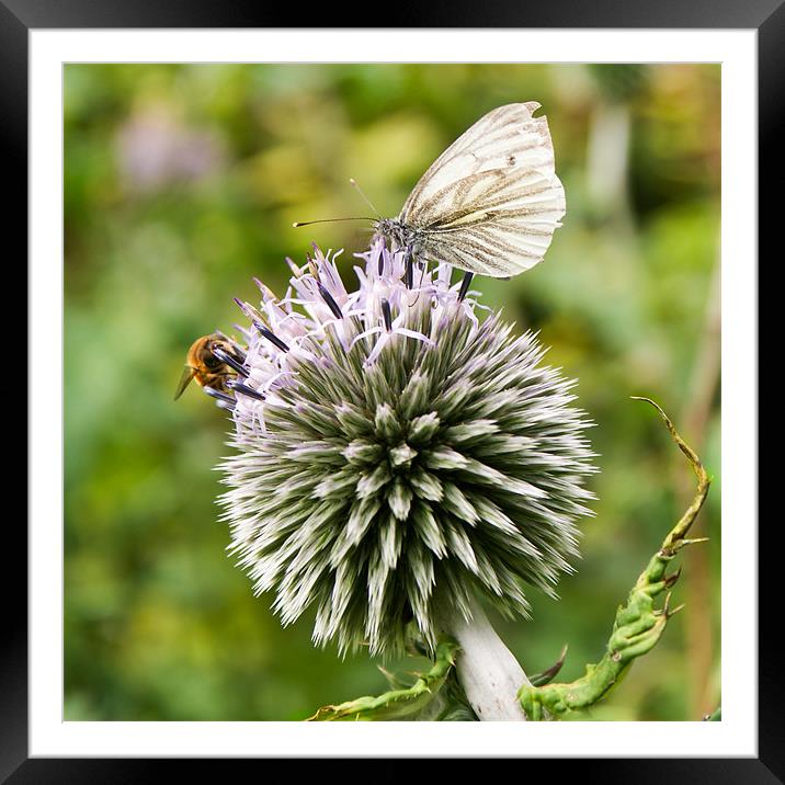 Bee and butterfly on allium Framed Mounted Print by Gary Eason