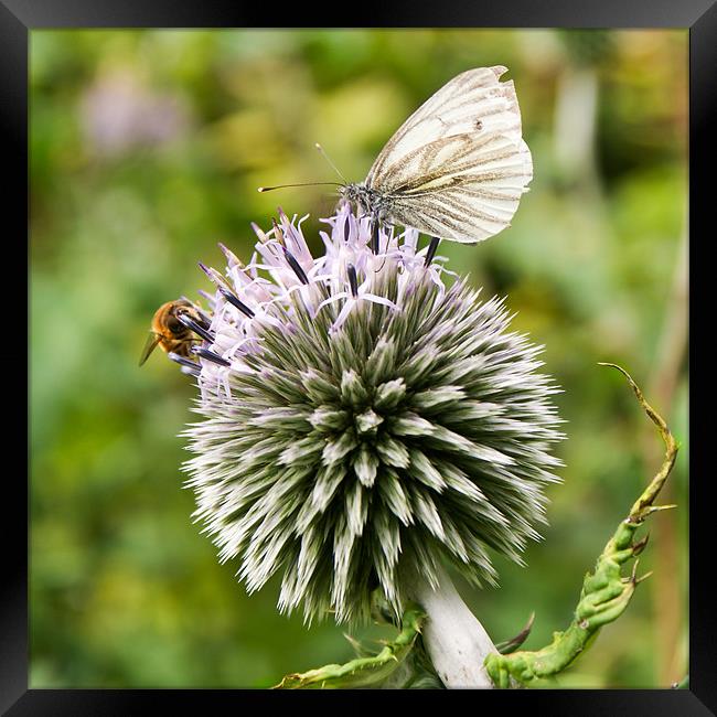 Bee and butterfly on allium Framed Print by Gary Eason
