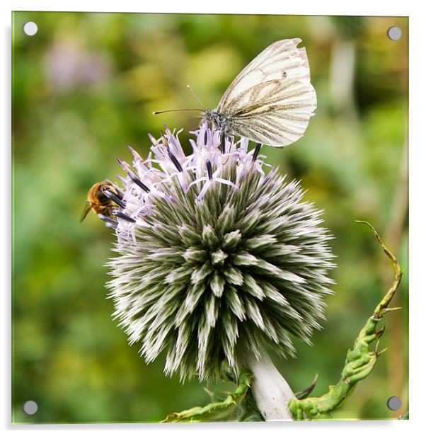 Bee and butterfly on allium Acrylic by Gary Eason