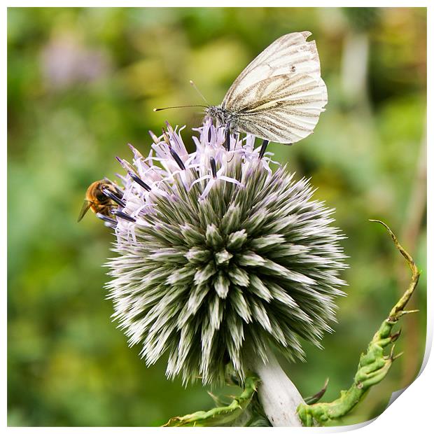 Bee and butterfly on allium Print by Gary Eason