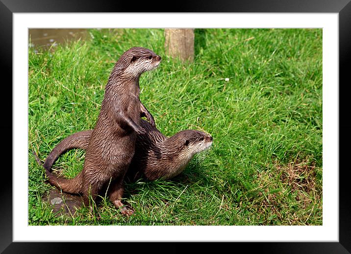 Look Over There!! Framed Mounted Print by Karen Crawford