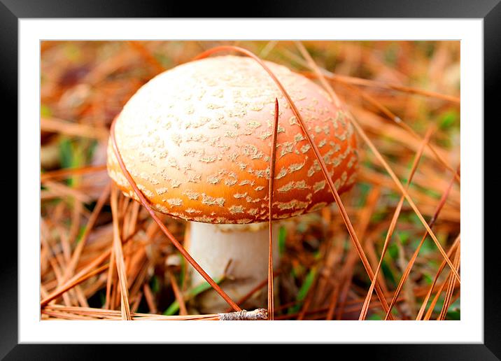 Mushroom Framed Mounted Print by Michelle Harrison