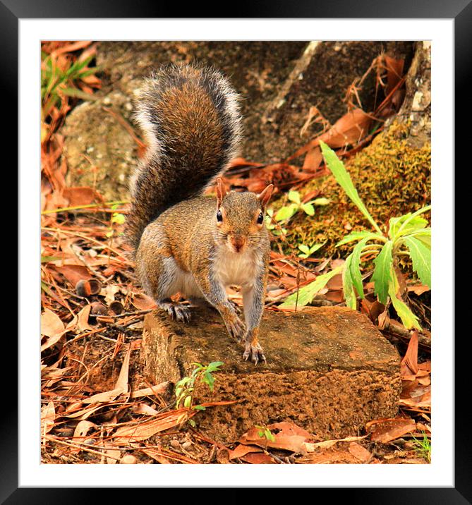 Rocky the Squirrel Framed Mounted Print by Michelle Harrison