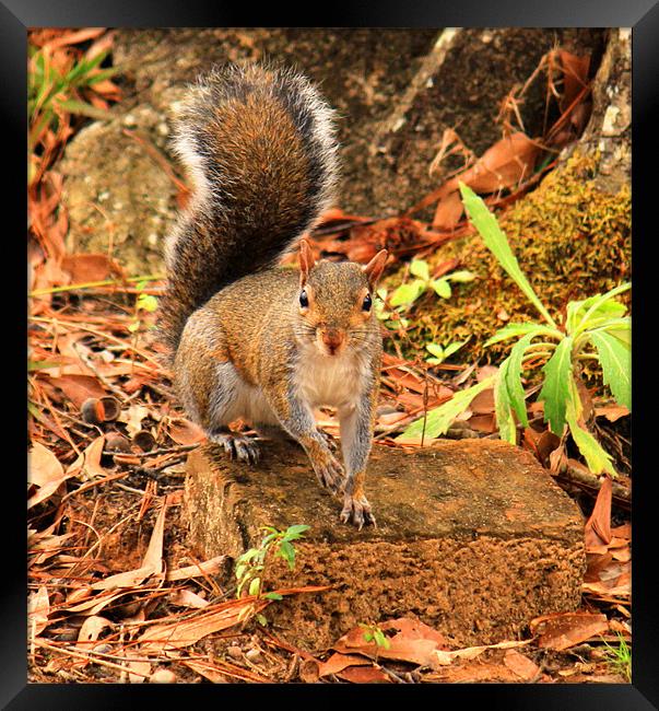 Rocky the Squirrel Framed Print by Michelle Harrison