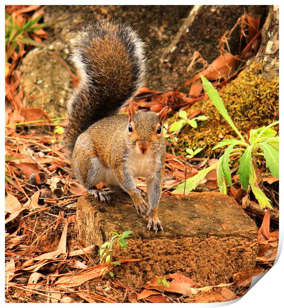 Rocky the Squirrel Print by Michelle Harrison