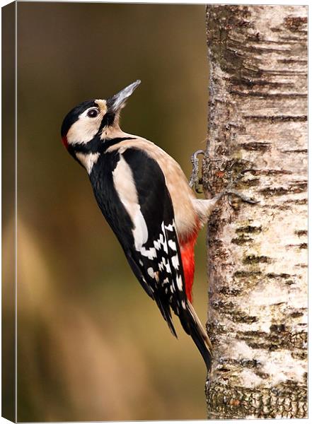 Great spotted woodpecker Canvas Print by Grant Glendinning