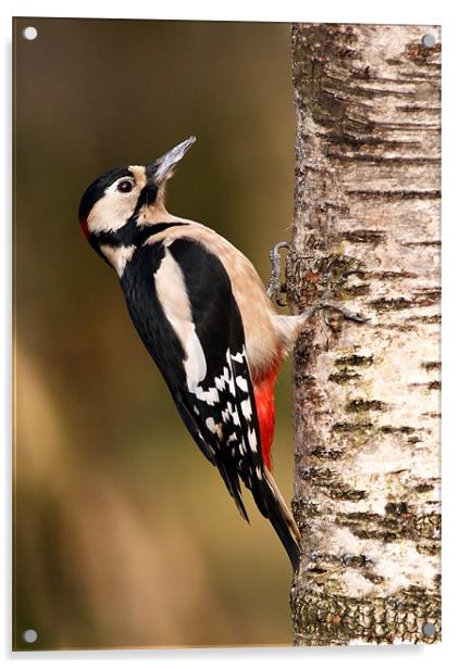 Great spotted woodpecker Acrylic by Grant Glendinning