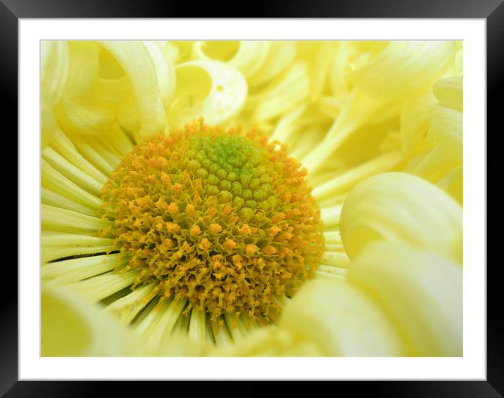 yellow like the sun Framed Mounted Print by Heather Newton