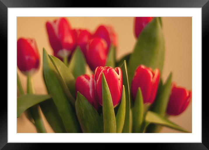 Tulip Soft Focus Framed Mounted Print by Paul Davis