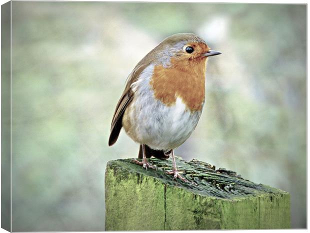 Robin Canvas Print by Louise Godwin