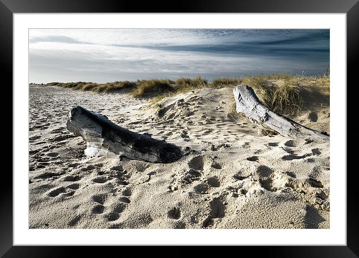 Tree trunks Framed Mounted Print by Stephen Mole