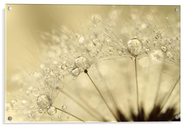 Dandelion Drops Acrylic by Sharon Johnstone