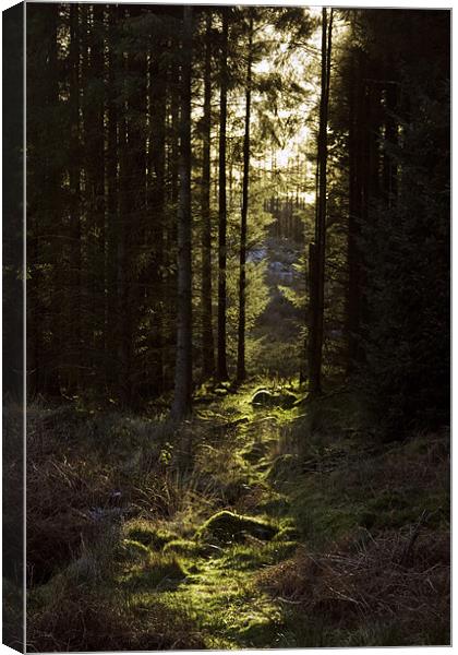Forest Path Canvas Print by Helen McAteer