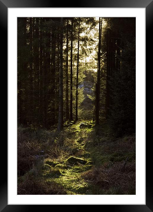 Forest Path Framed Mounted Print by Helen McAteer
