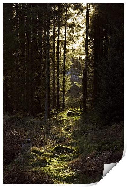 Forest Path Print by Helen McAteer