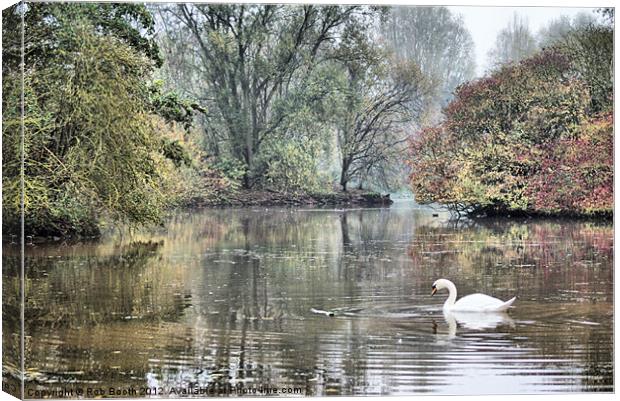 'Swan at Mill Lakes' Canvas Print by Rob Booth