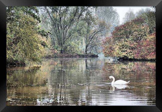 'Swan at Mill Lakes' Framed Print by Rob Booth