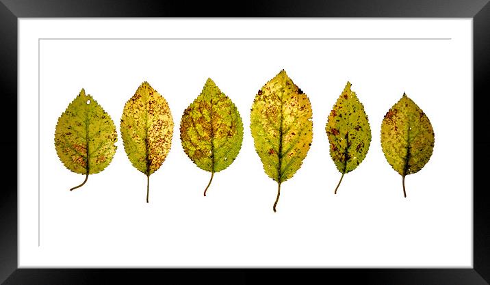 dancing leaves Framed Mounted Print by Heather Newton