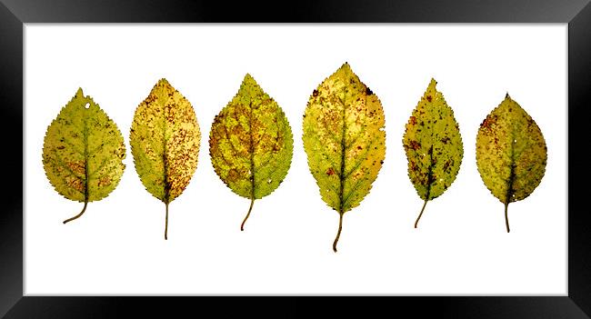 dancing leaves Framed Print by Heather Newton