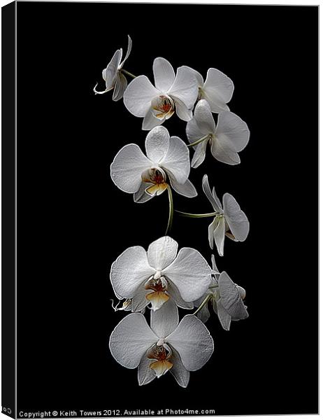 White Dendrobium Orchid Canvas & prints Canvas Print by Keith Towers Canvases & Prints