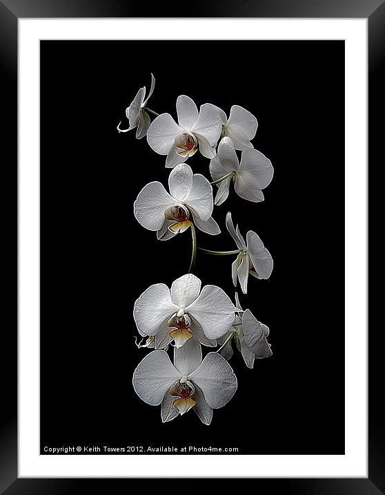 White Dendrobium Orchid Canvas & prints Framed Mounted Print by Keith Towers Canvases & Prints