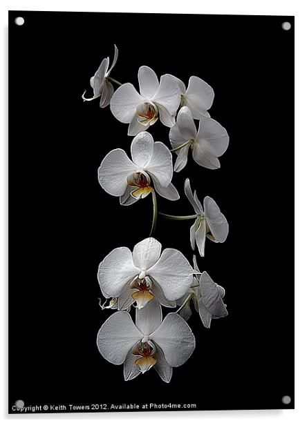 White Dendrobium Orchid Canvas & prints Acrylic by Keith Towers Canvases & Prints