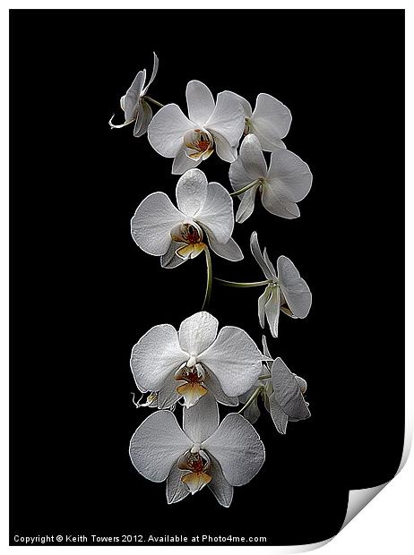 White Dendrobium Orchid Canvas & prints Print by Keith Towers Canvases & Prints