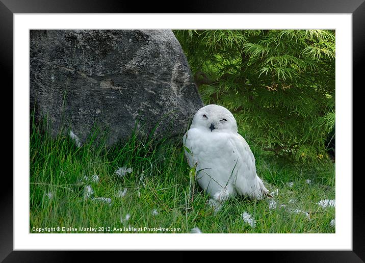 Snowy Owlet Framed Mounted Print by Elaine Manley