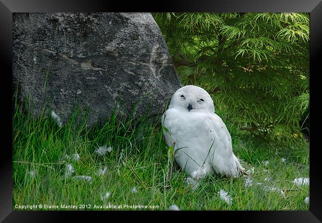 Snowy Owlet Framed Print by Elaine Manley