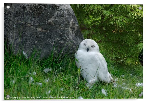 Snowy Owlet Acrylic by Elaine Manley