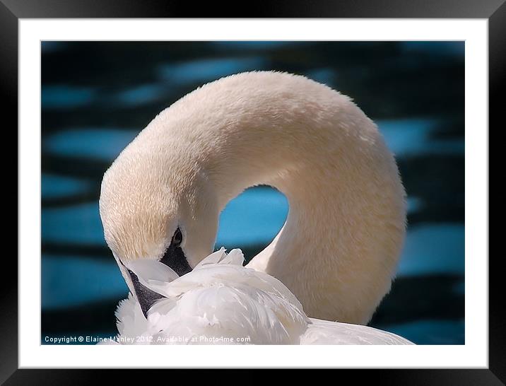 Shy Trumpeter Swan Framed Mounted Print by Elaine Manley