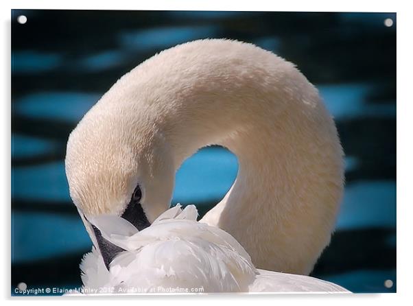 Shy Trumpeter Swan Acrylic by Elaine Manley