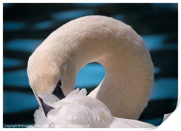 Shy Trumpeter Swan Print by Elaine Manley