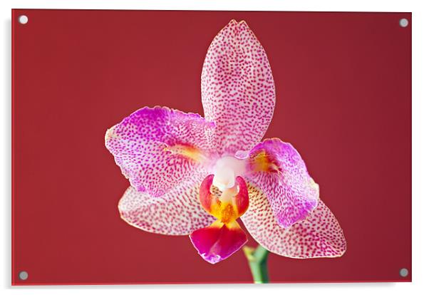 Orchid Acrylic by Chris Owen