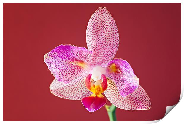 Orchid Print by Chris Owen