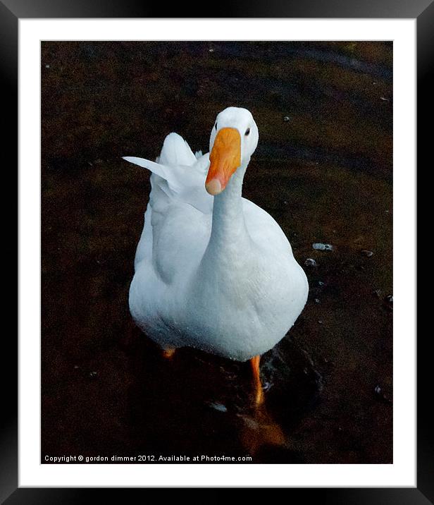 An inquisitive duck Framed Mounted Print by Gordon Dimmer