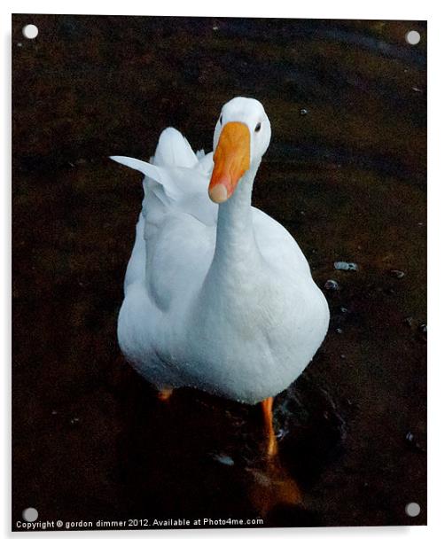 An inquisitive duck Acrylic by Gordon Dimmer